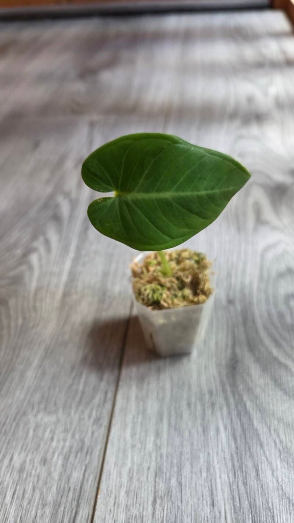 Alocasia *NoID