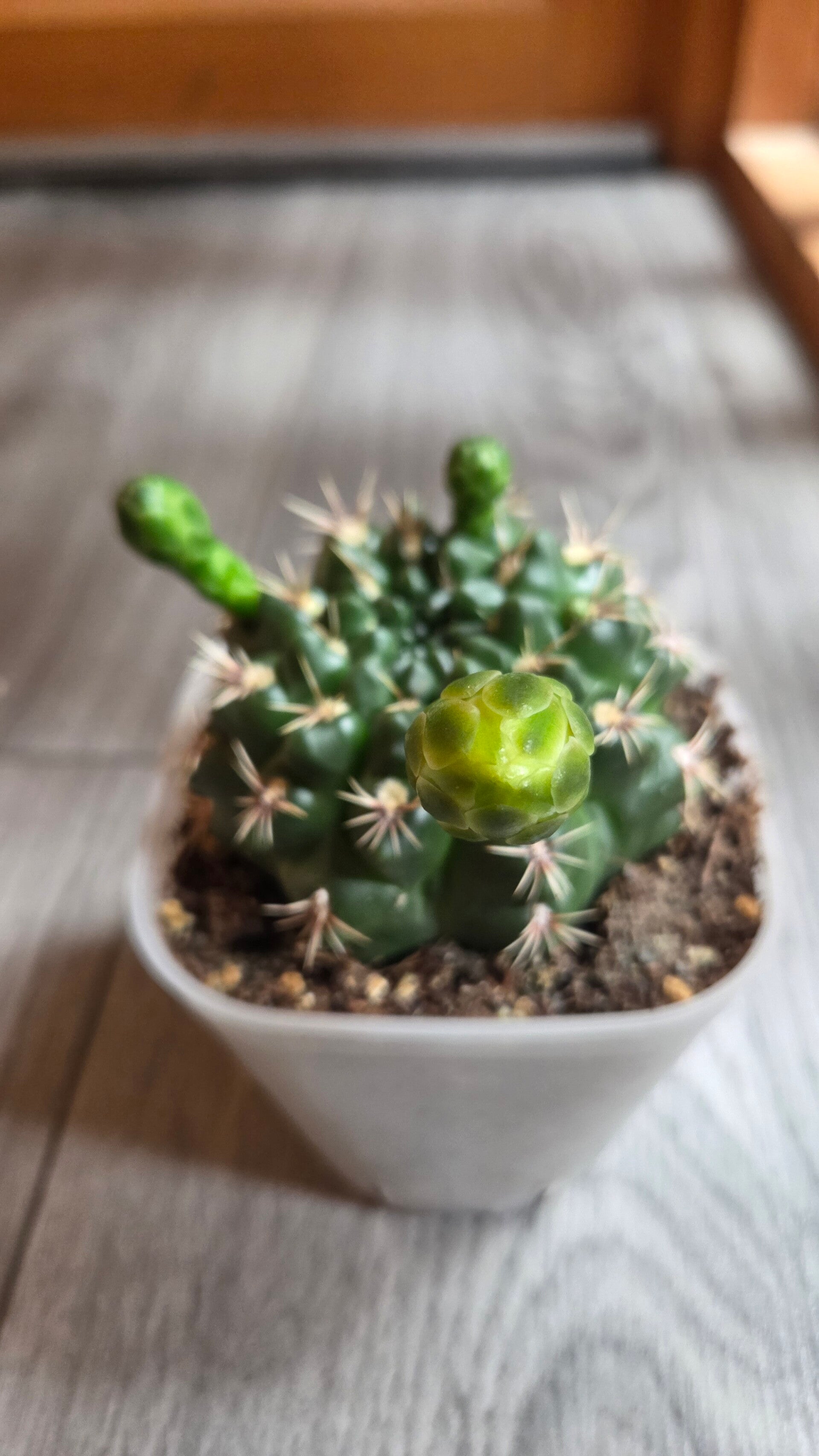 Gymnocalycium hamatum | FLOWERING!