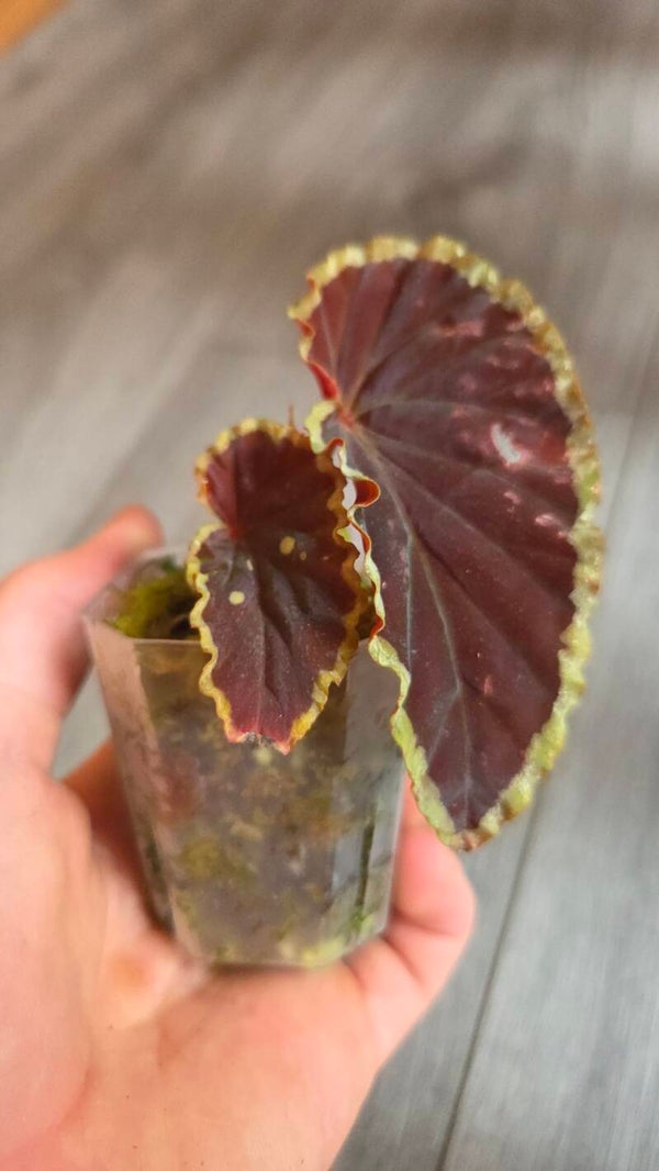 Begonia darthvaderiana "green spot"
