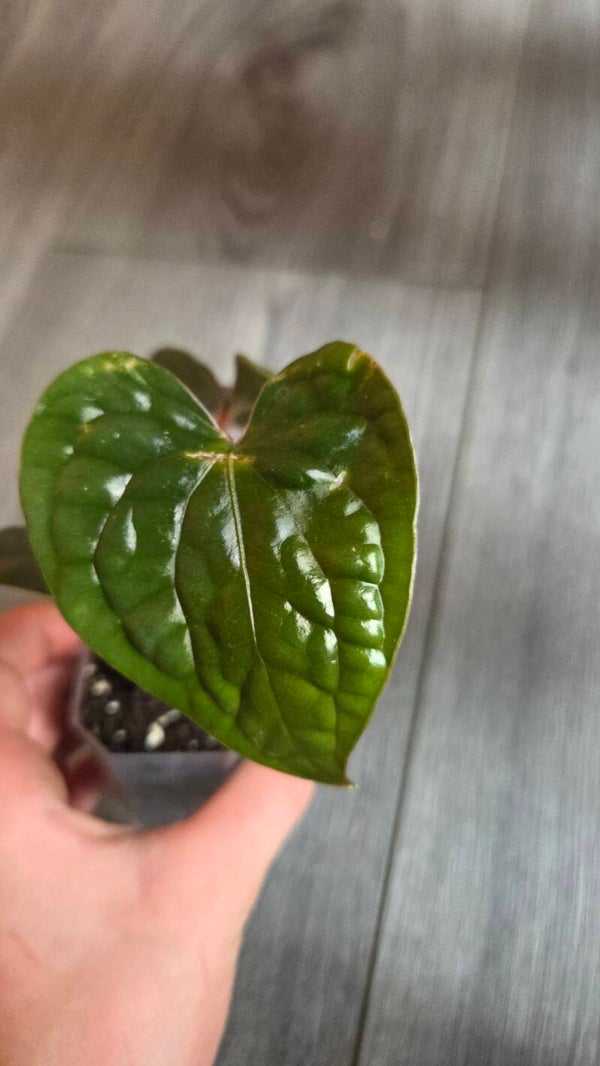 Anthurium luxurians