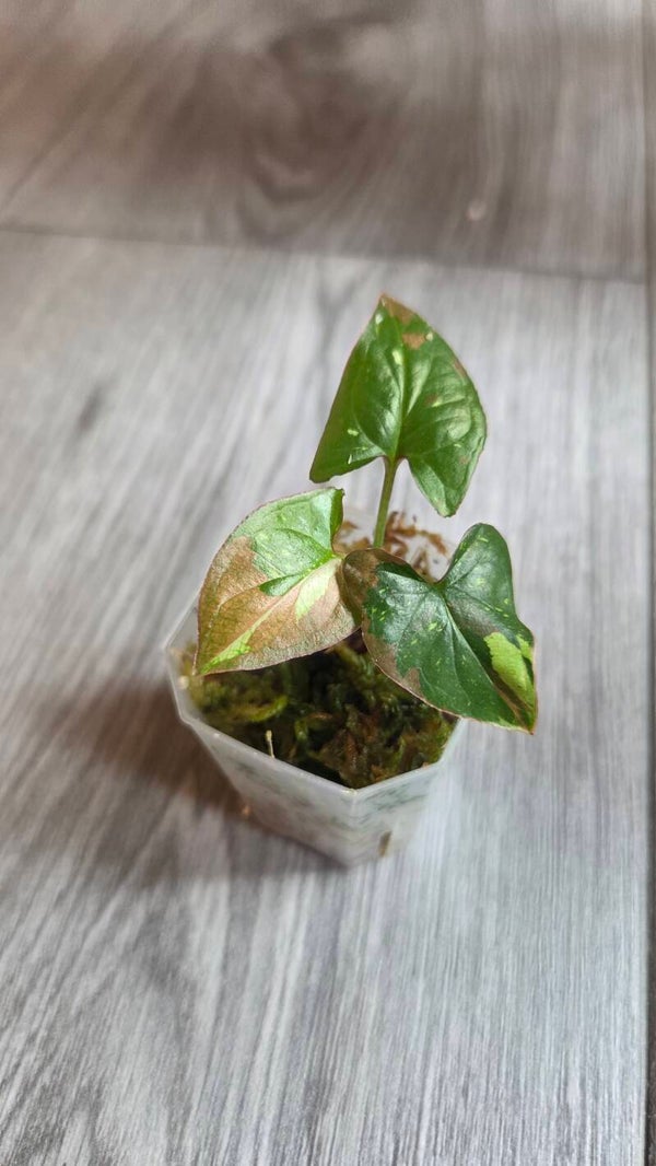 Syngonium red spot tricolor
