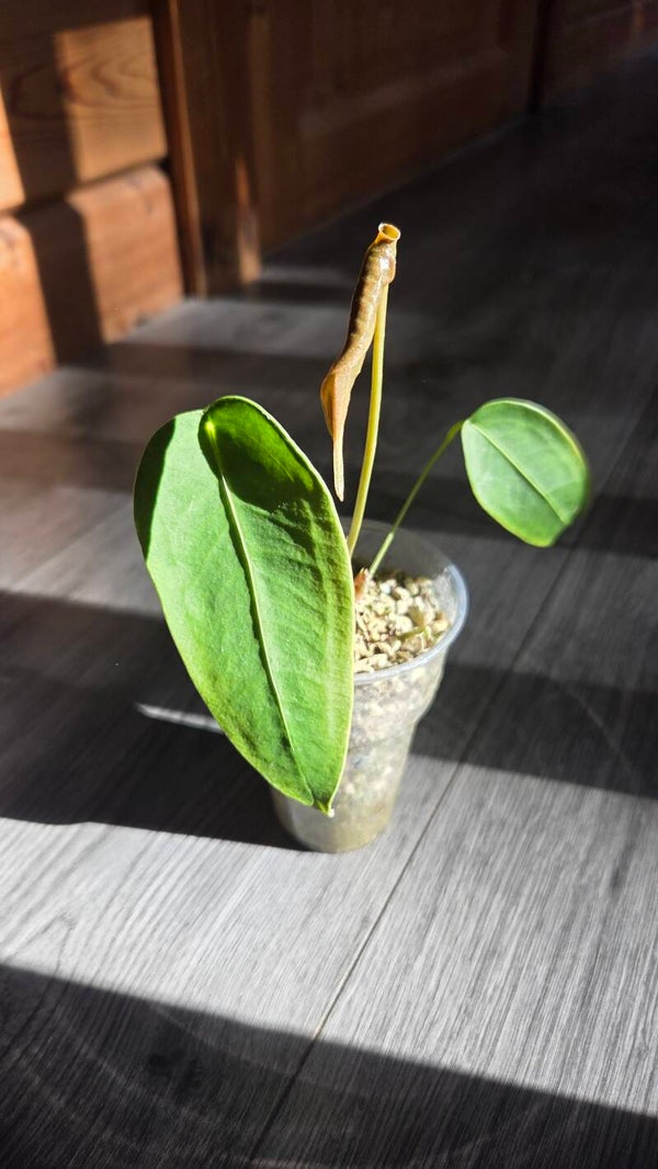Anthurium peltigerum | #2