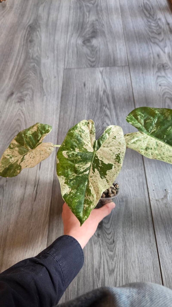 Alocasia macrorrhiza variegata