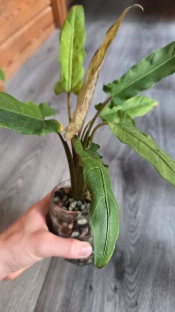 Alocasia lauterbachiana variegata