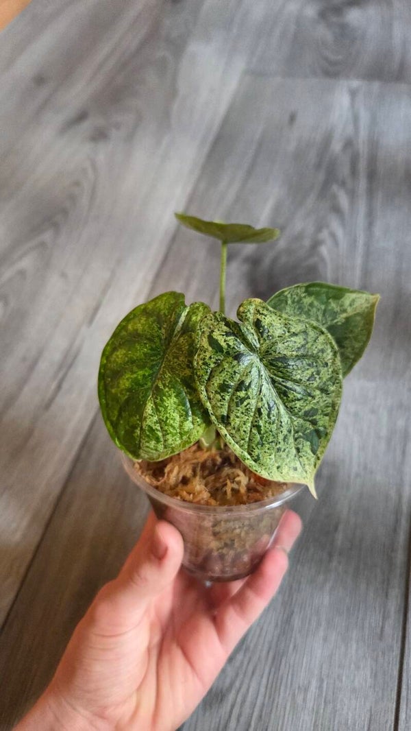 Alocasia dragon scale mint