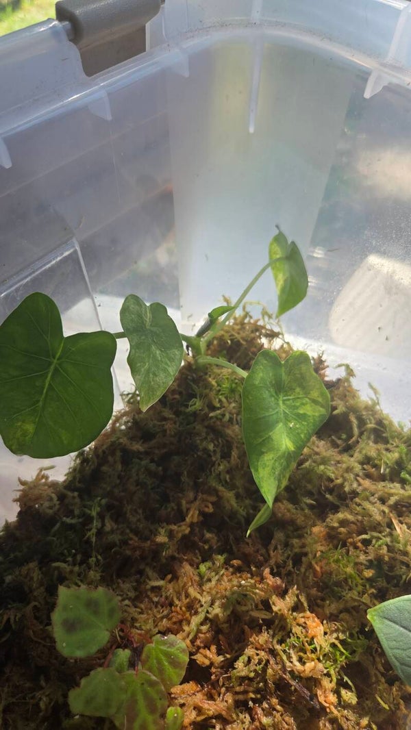 Alocasia gageana aurea