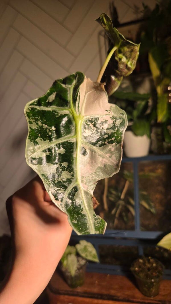 Alocasia polly pink