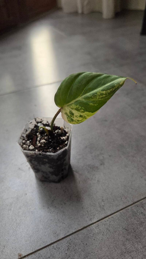 Philodendron gloriousum tricolor