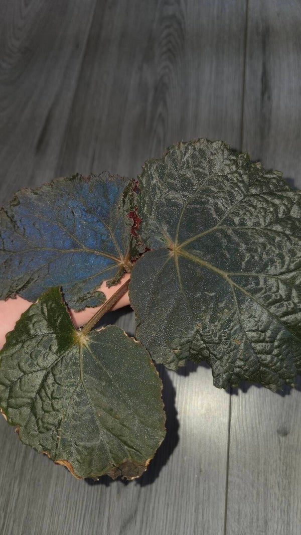 Begonia U485