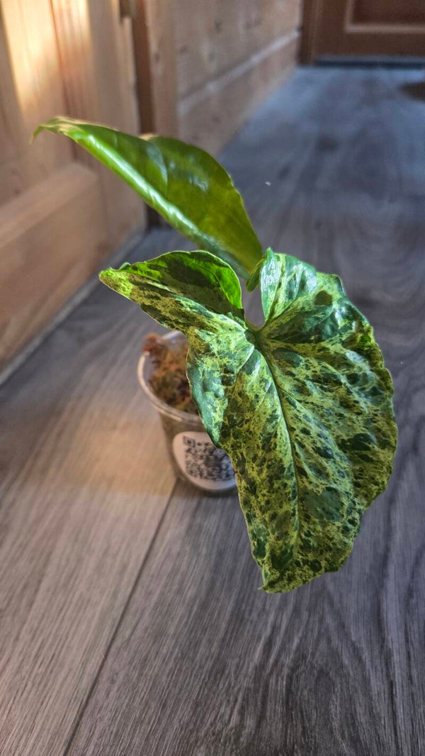 Syngonium podophyllum variegated