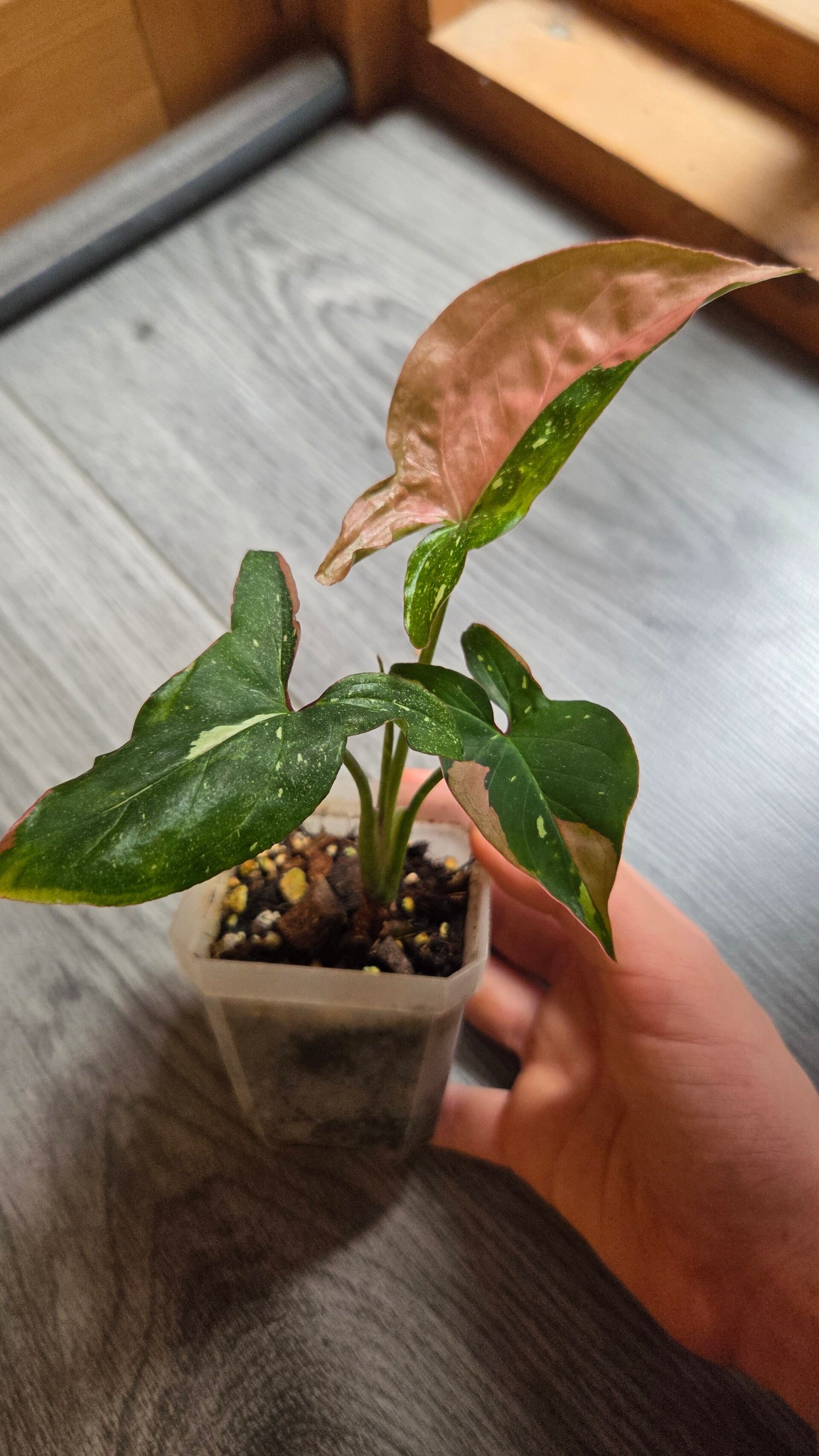 Syngonium podophyllum "red spot" tricolor
