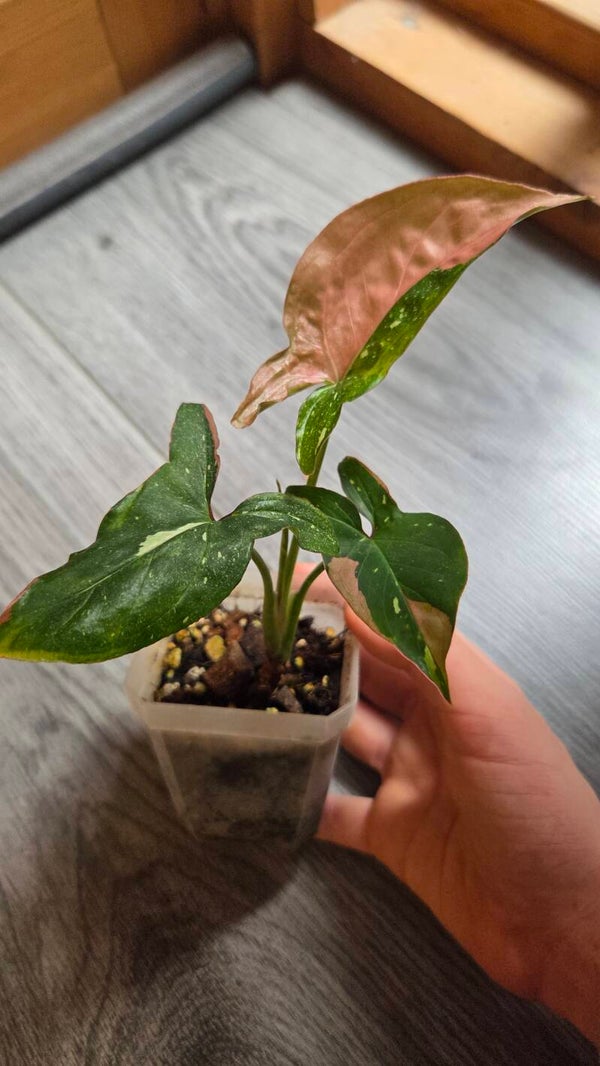 Syngonium podophyllum "red spot" tricolor