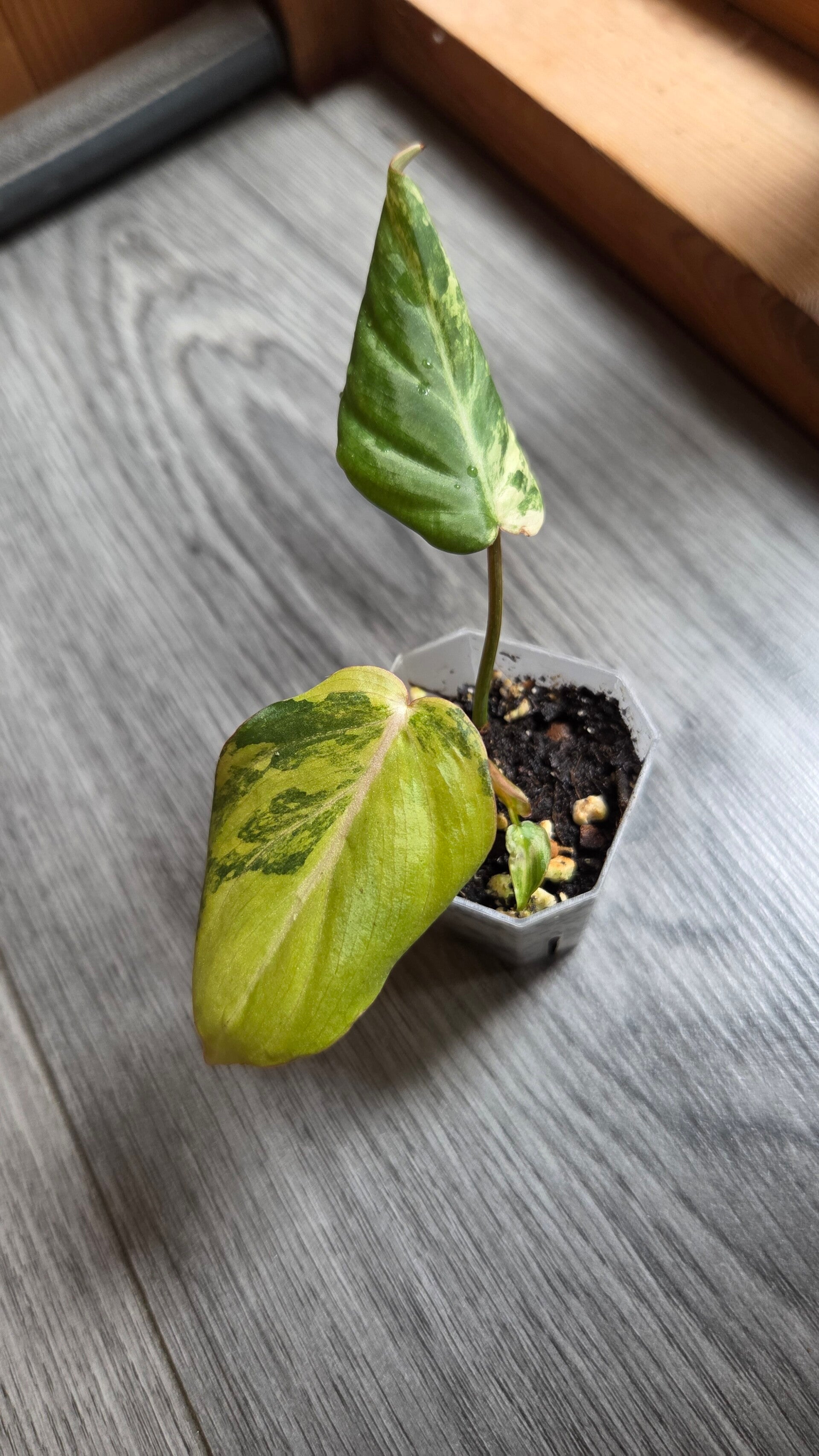 Philodendron gloriousum tricolor