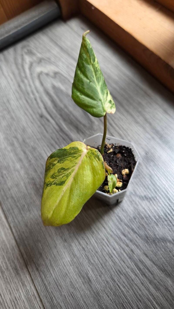 Philodendron gloriousum tricolor