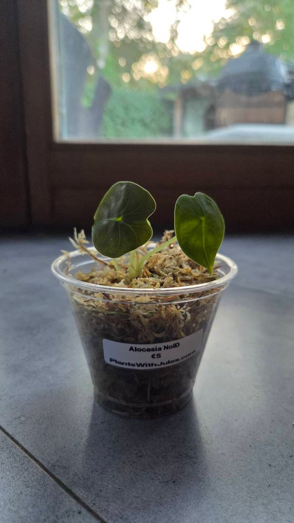Alocasia NoID