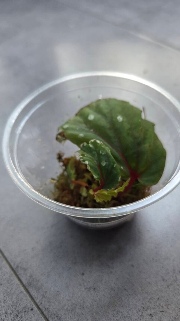 Begonia sp. kalimantan