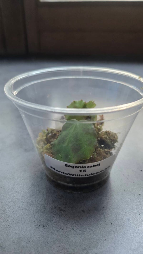 Begonia rahaj