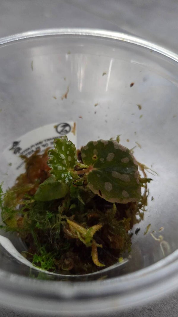 Begonia chlorosticta x negrosensis
