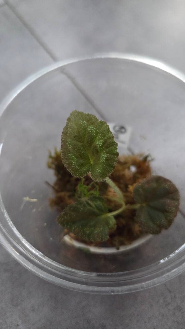 Begonia cathayana