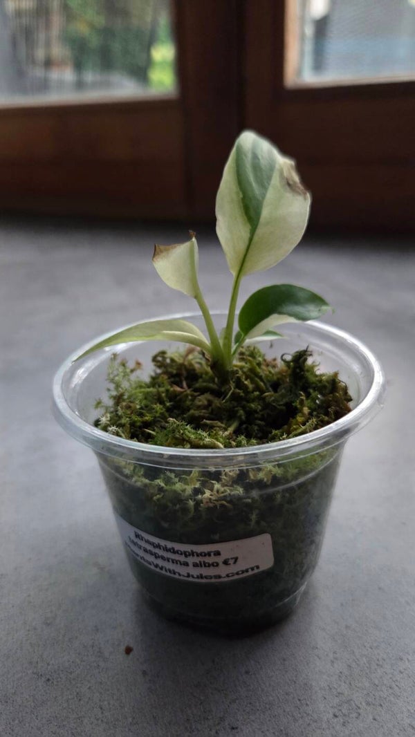 Rhaphidophora tetrasperma albo