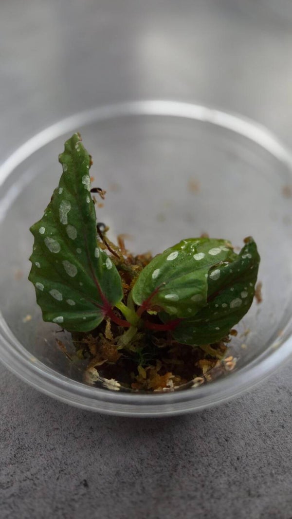 Begonia sp. kalimantan
