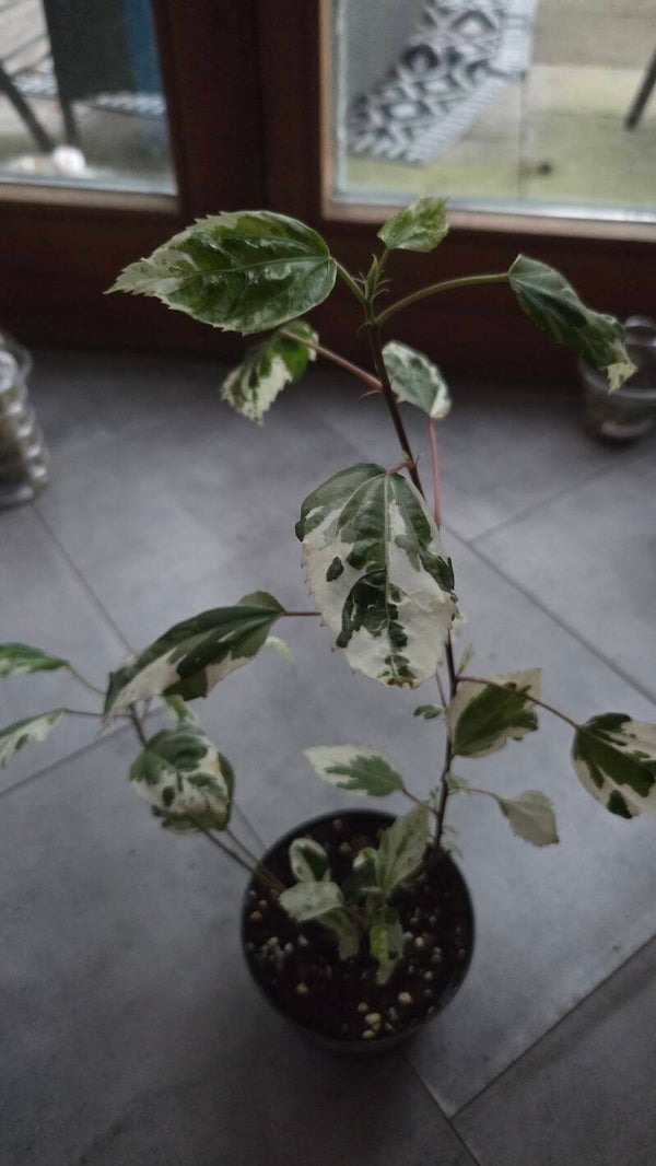 Hibiscus rosa-sinensis variegata