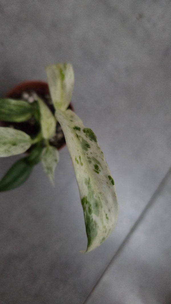 Rhaphidophora puberela variegata
