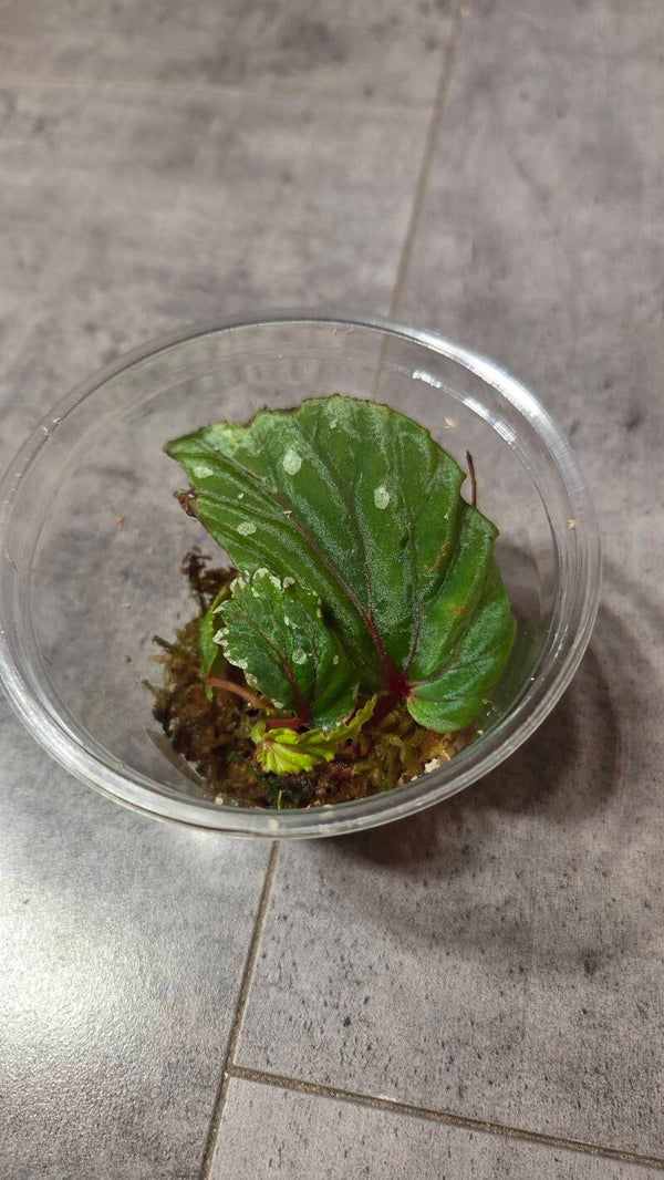 Begonia sp. kalimantan #1