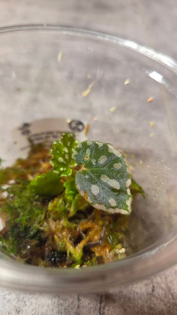 Begonia chlorosticta x negrosensis