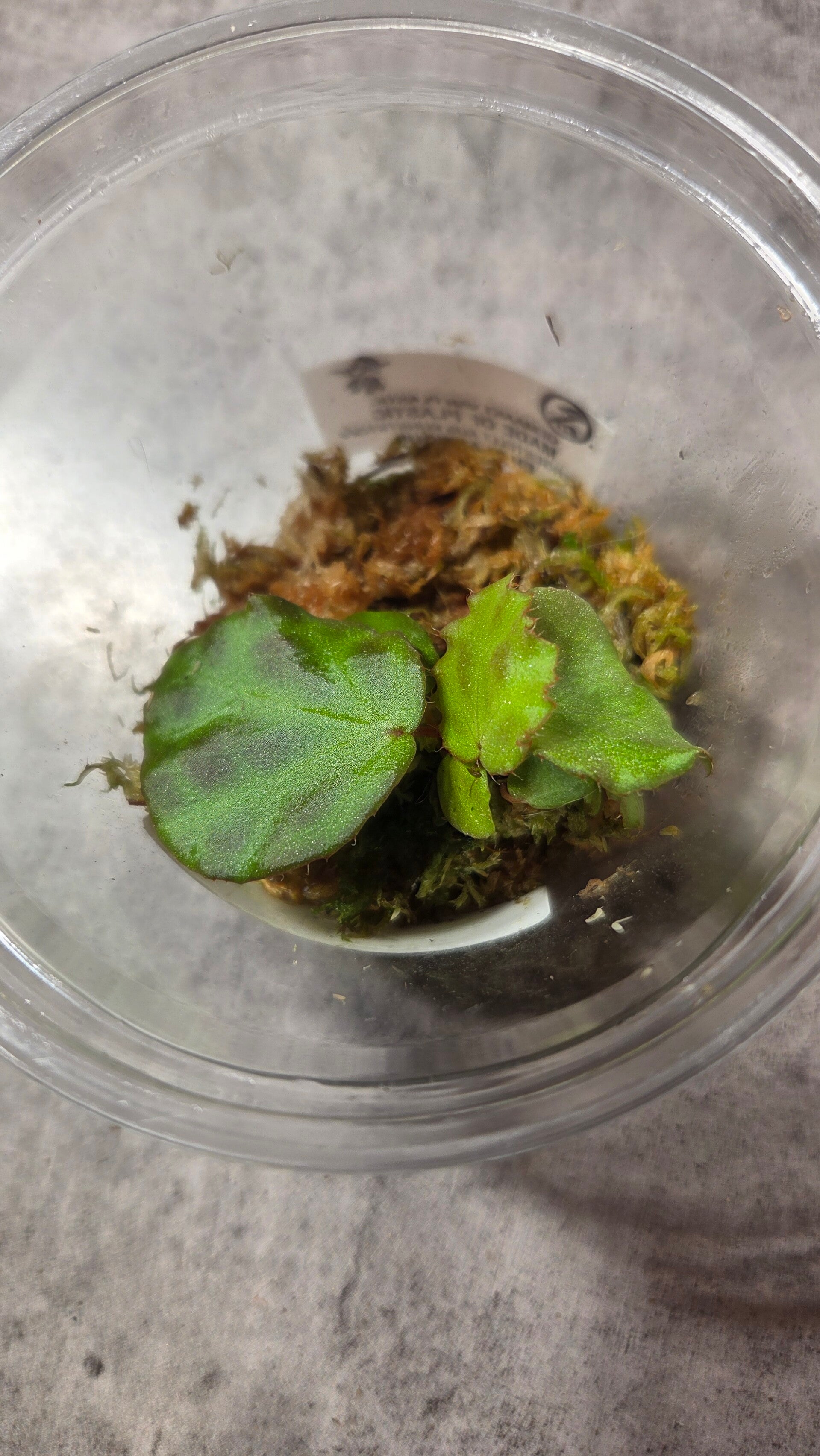 Begonia rahaj