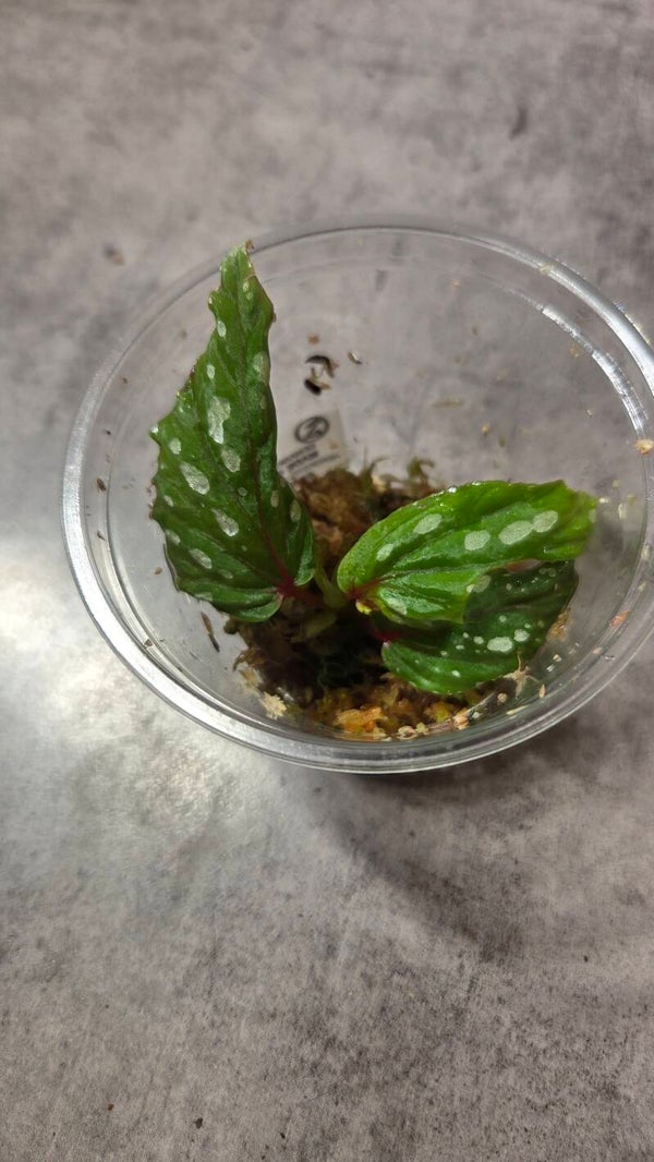 Begonia sp. kalimantan #2
