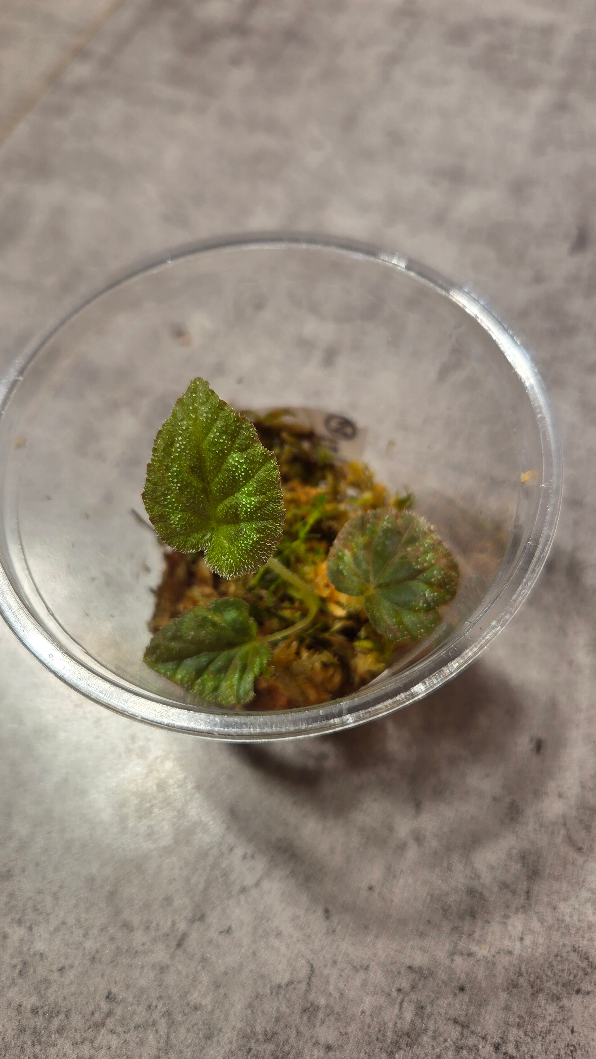Begonia cathayana
