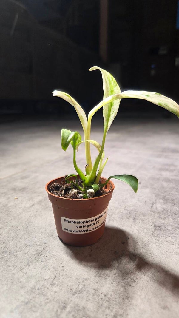 Rhaphidophora puberula variegata
