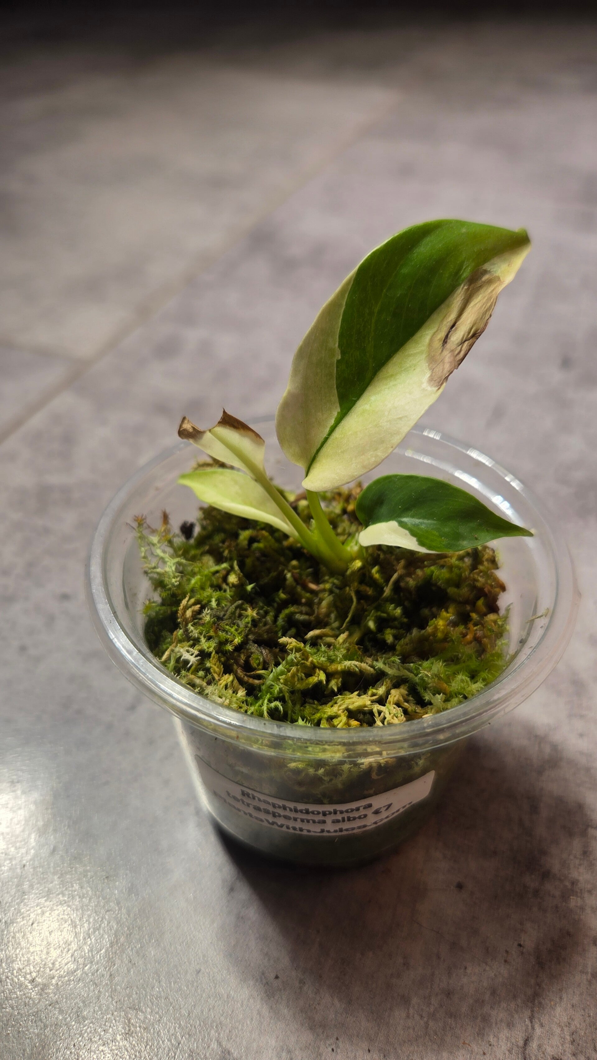 Rhaphidophora tetrasperma albo
