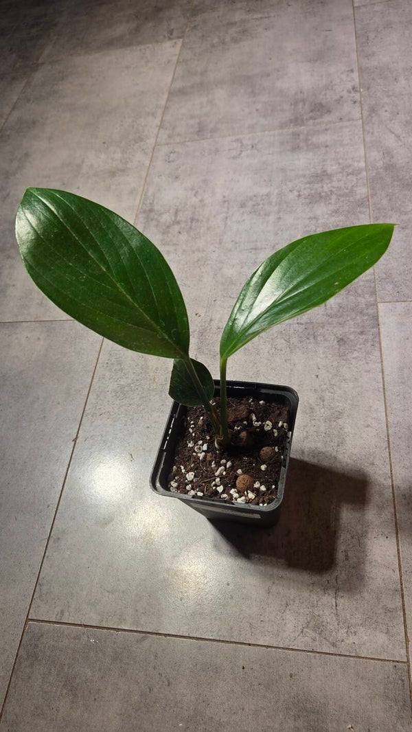 Rhaphidophora decursiva