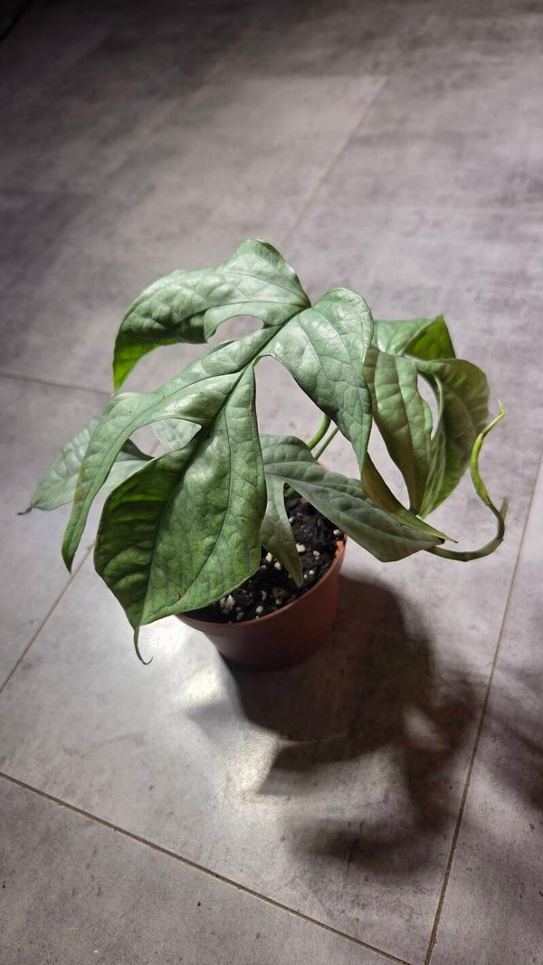 Amydrium 'medium silver'