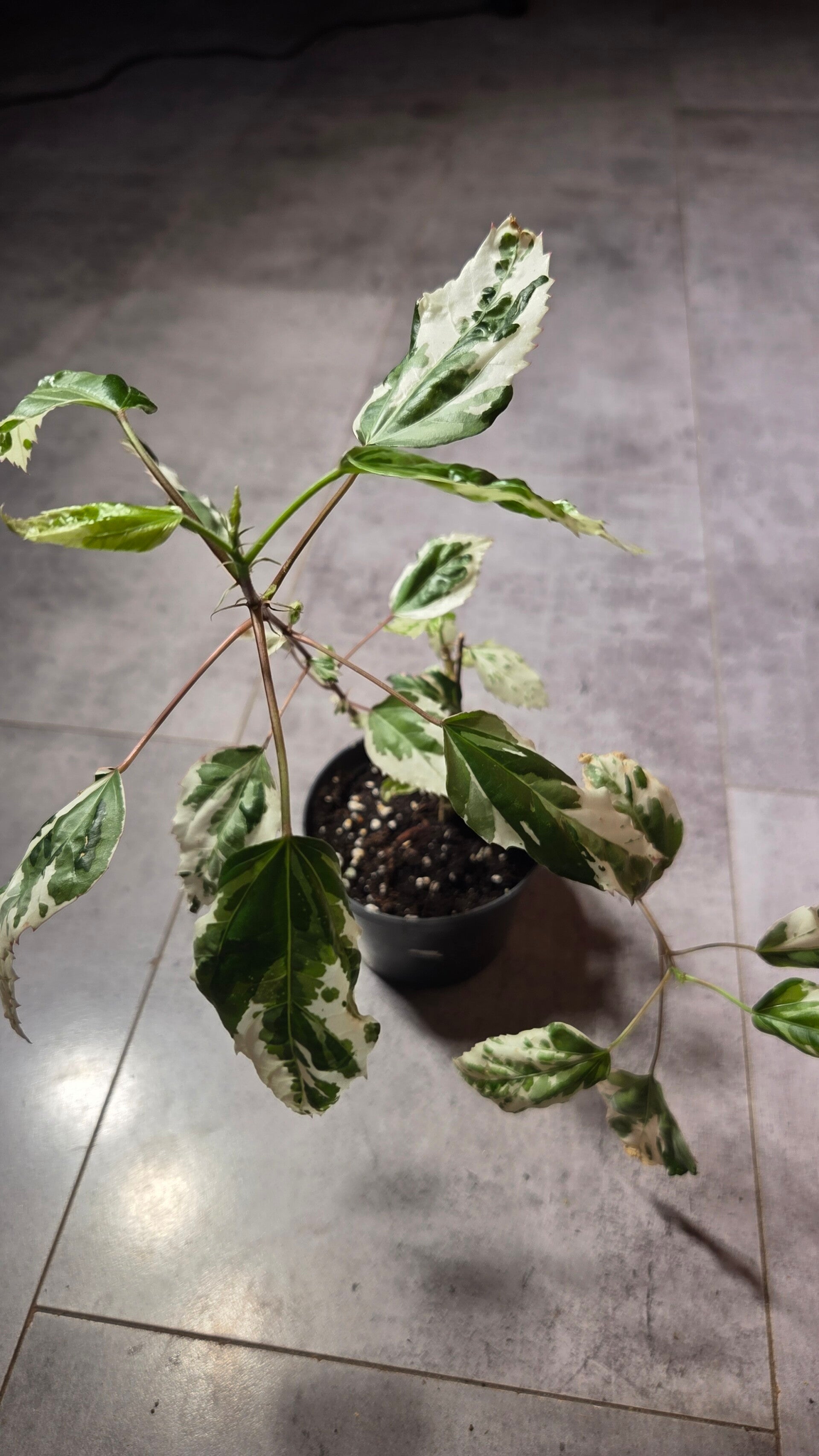 Hibiscus rosa-sinensis variegata