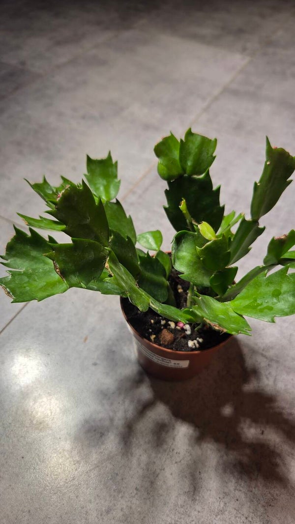 Schlumbergera christmas cactus #1