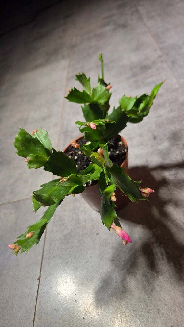Schlumbergera christmas cactus #2