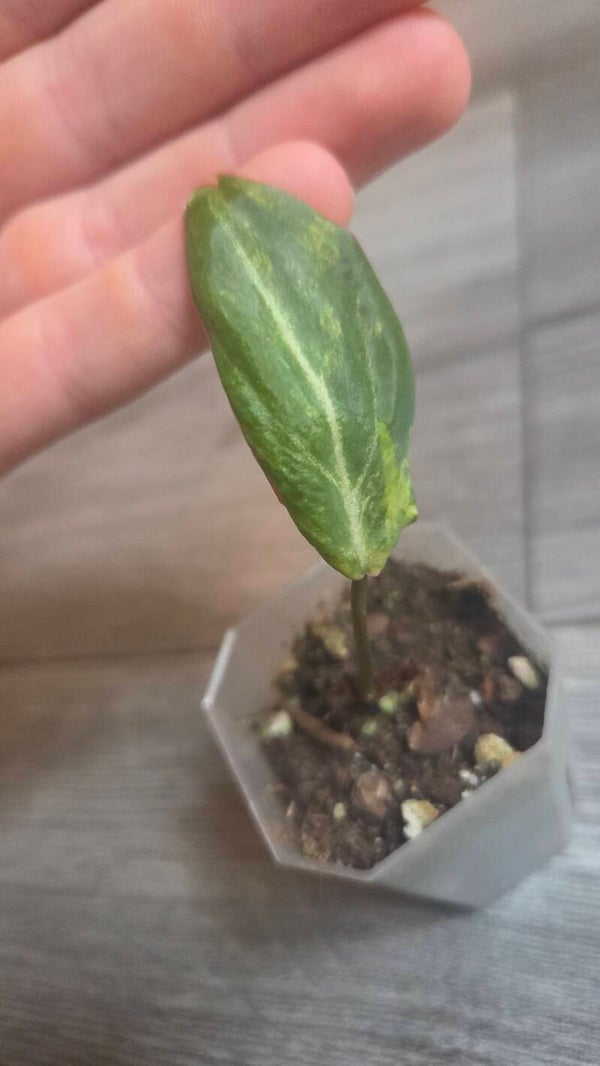 Philodendron gloriousum tricolor