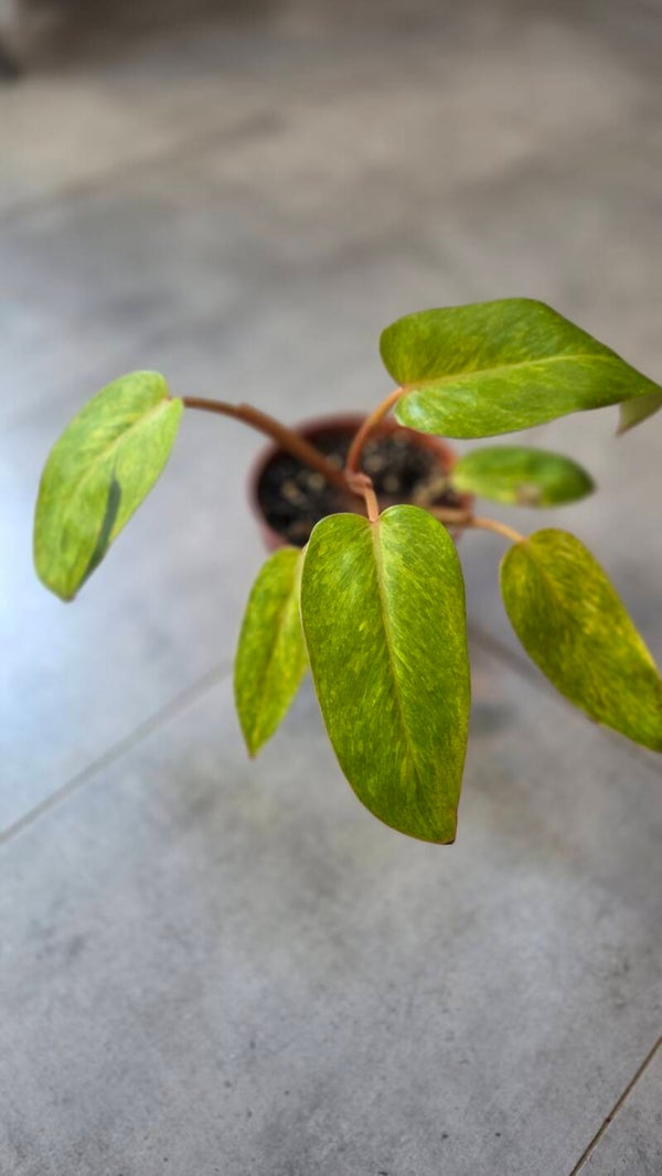 Philodendron erubescens 'painted lady green stripe'