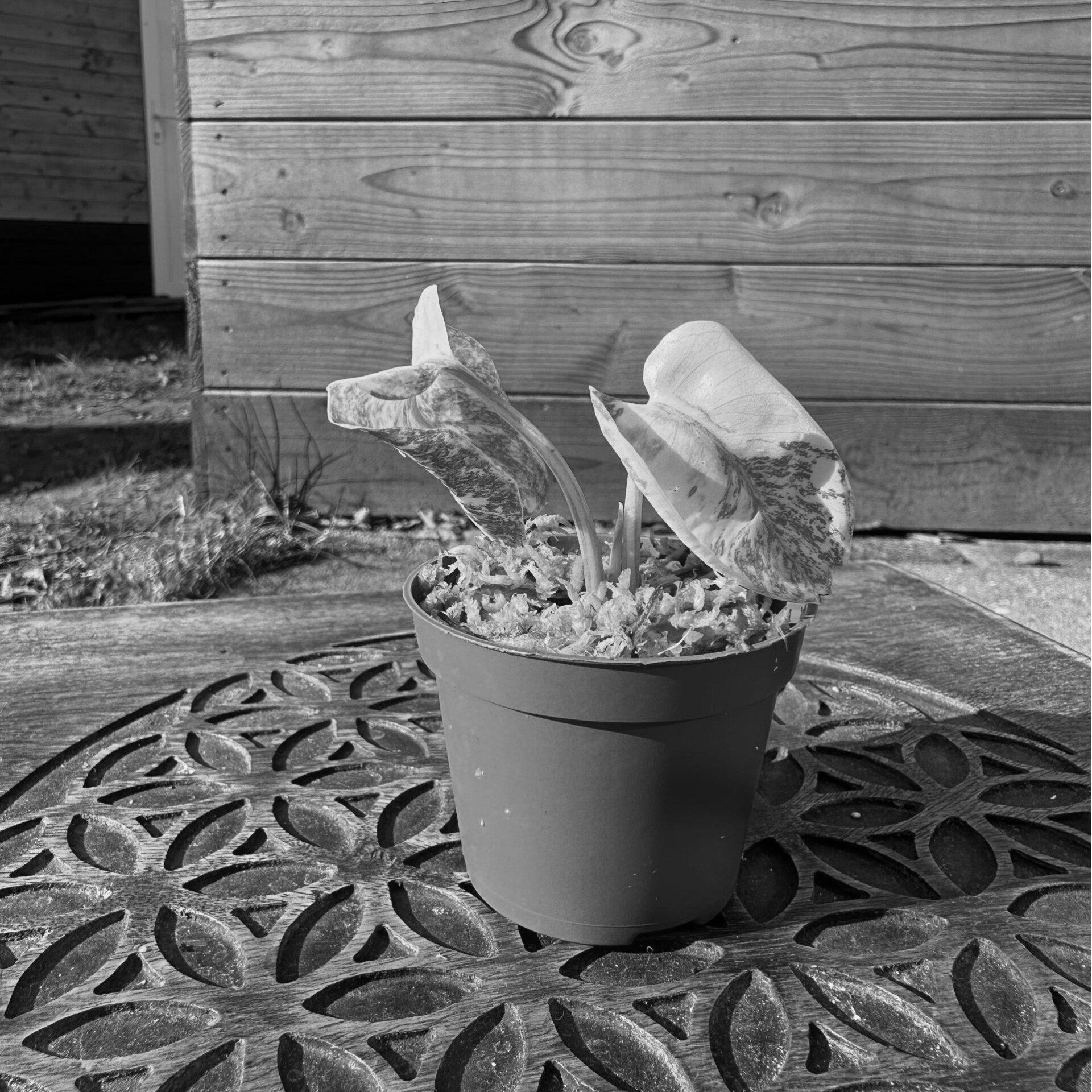 Monstera crème brulee | #3