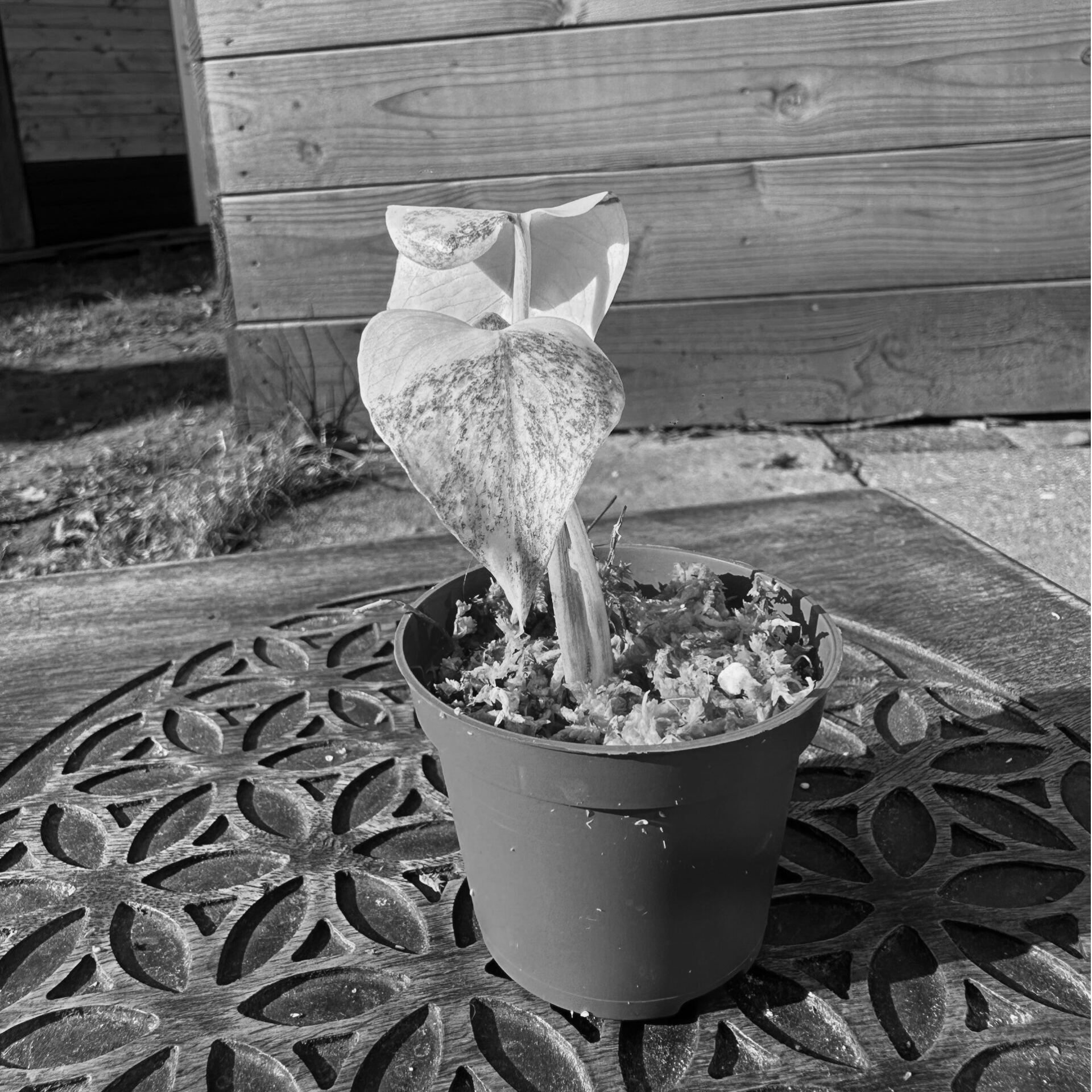 Monstera crème brulee | #4