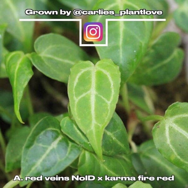 🌱Anthurium red veins NoID x crystallinum karma fire red