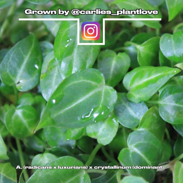 🌱Anthurium (radicans x luxurians) x crystallinum (dominant)