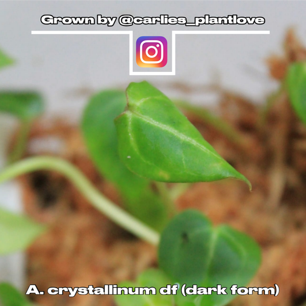 Anthurium crystallinum "dark form"