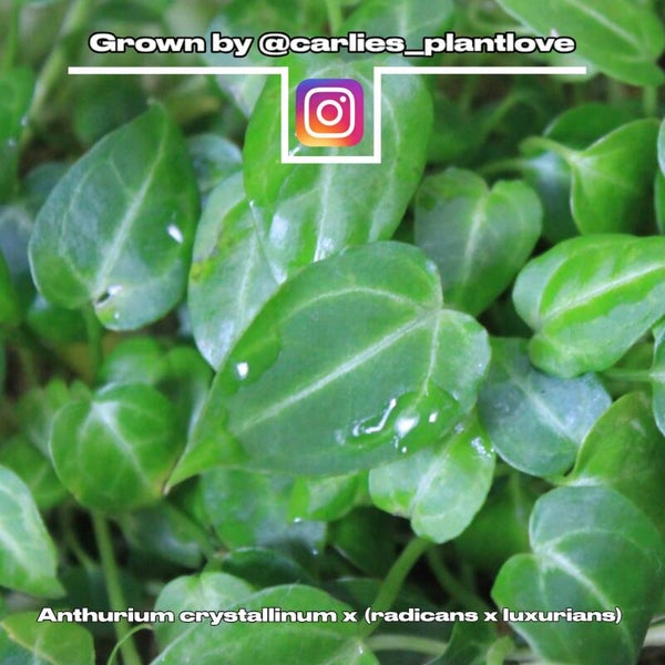 🌱Anthurium Crystallinum x (radicans x luxurians) -> Crystallinum dominant