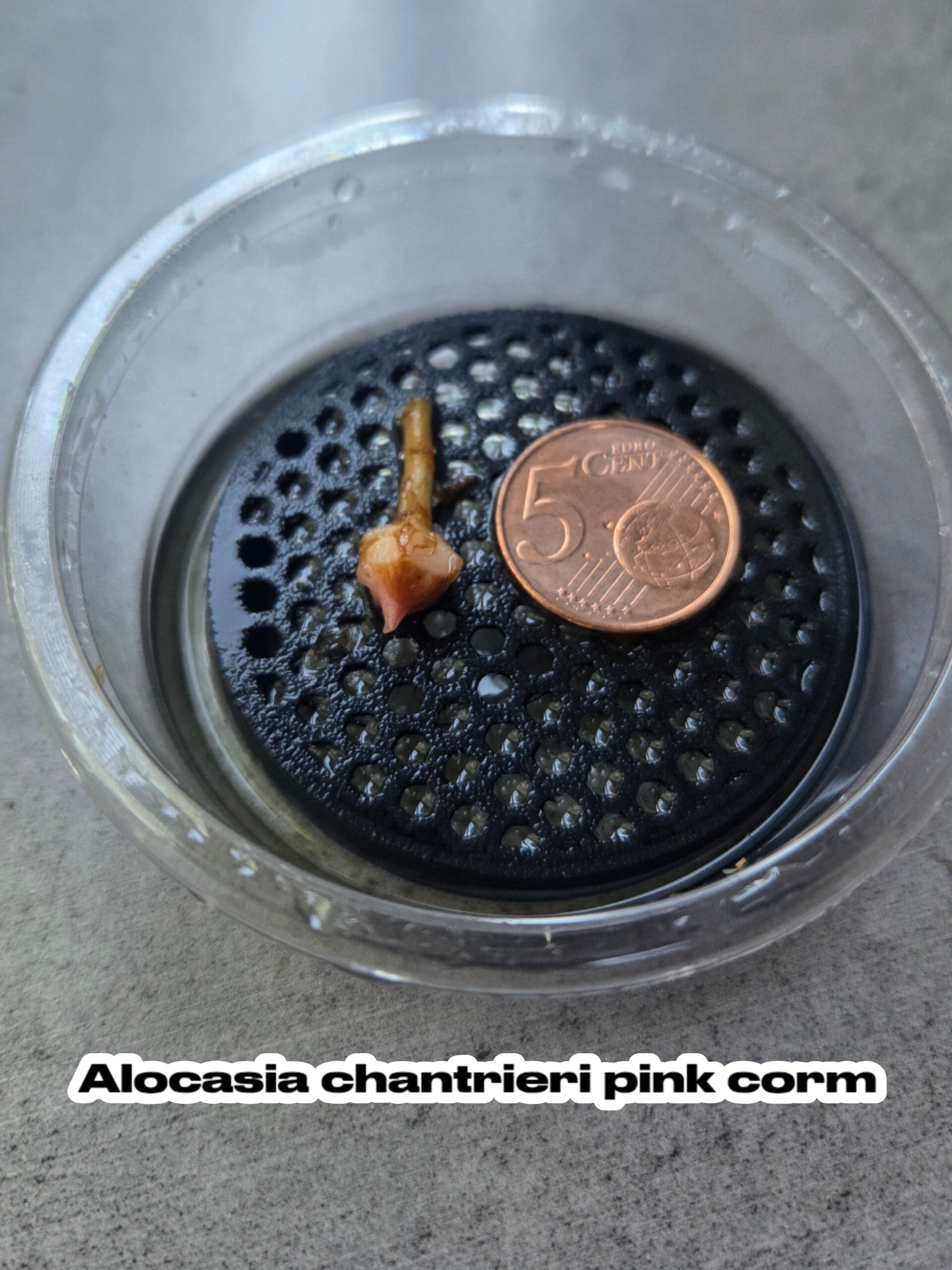 Alocasia chantrieri pink corm*