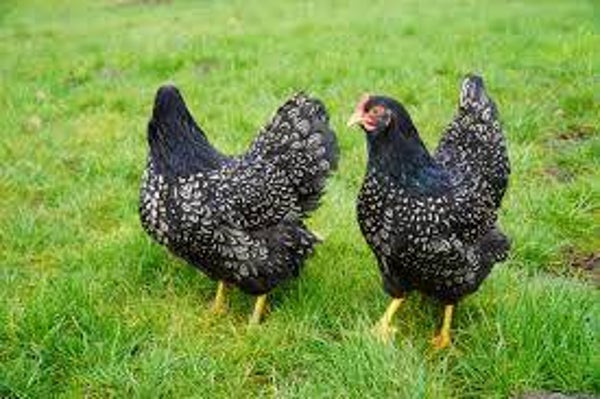 barnevelders