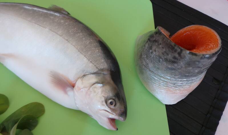 Omble chevalier filet